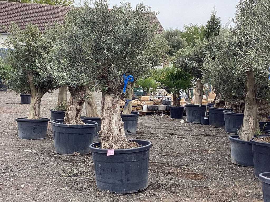  Olive tree (hardy)