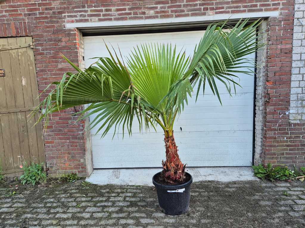 Mexican Fan Palm - Washingtonia Robusta - Mediterranean tree - height approx. 220 cm