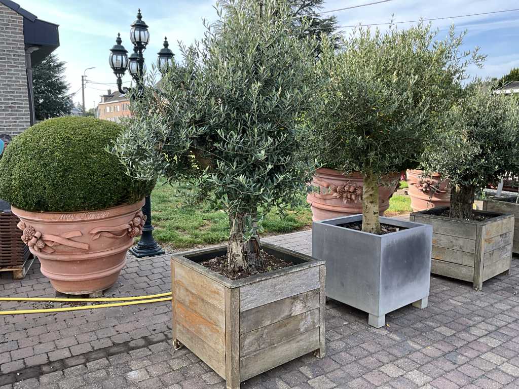 Olive tree Evergreen tree