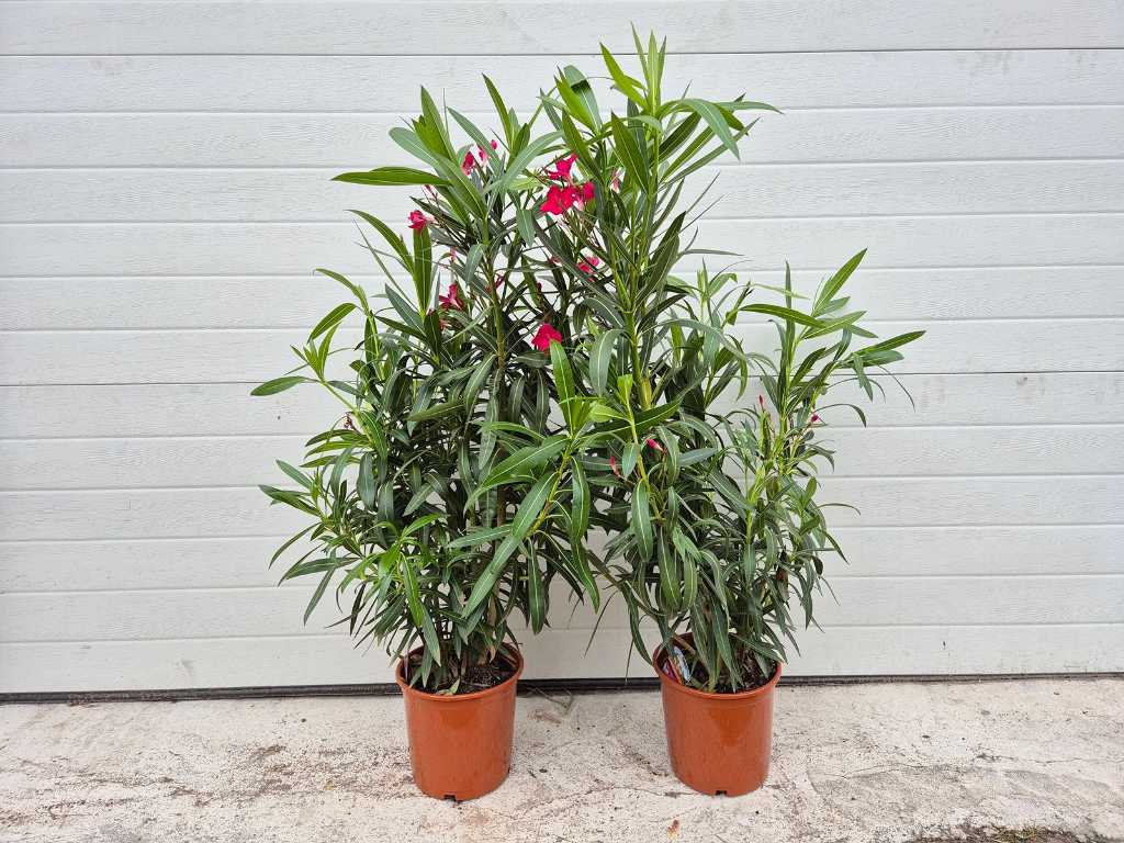 2x Nerium Oleander Rood - hoogte ca. 100 cm