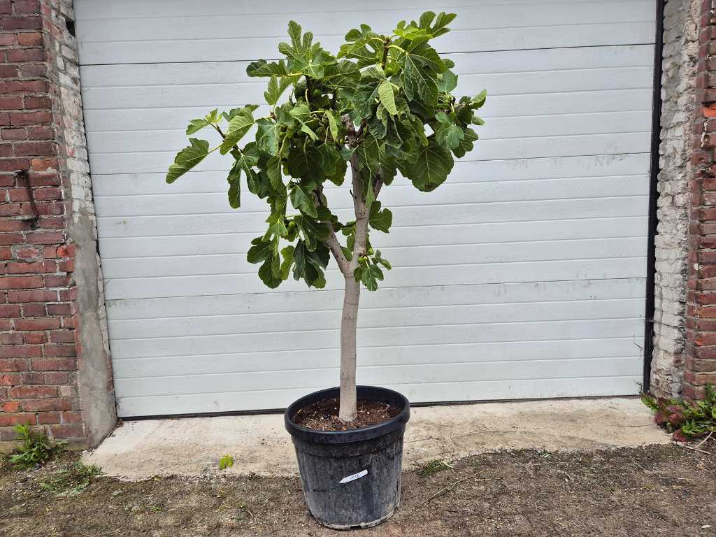 Vijgenboom - Ficus Carica - Vrucht- / fruitboom - hoogte ca. 170 cm