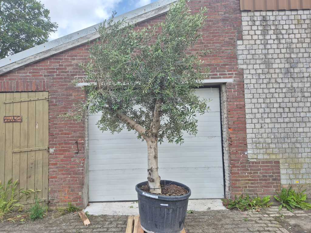 Măslin ramificat - Olea Europaea - înălțime aprox. 300 cm