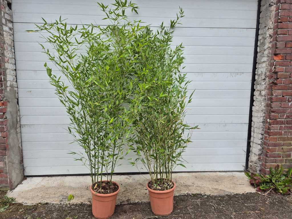 2x Giant bamboo - Evergreen - Hardy plant - height approx. 180 cm