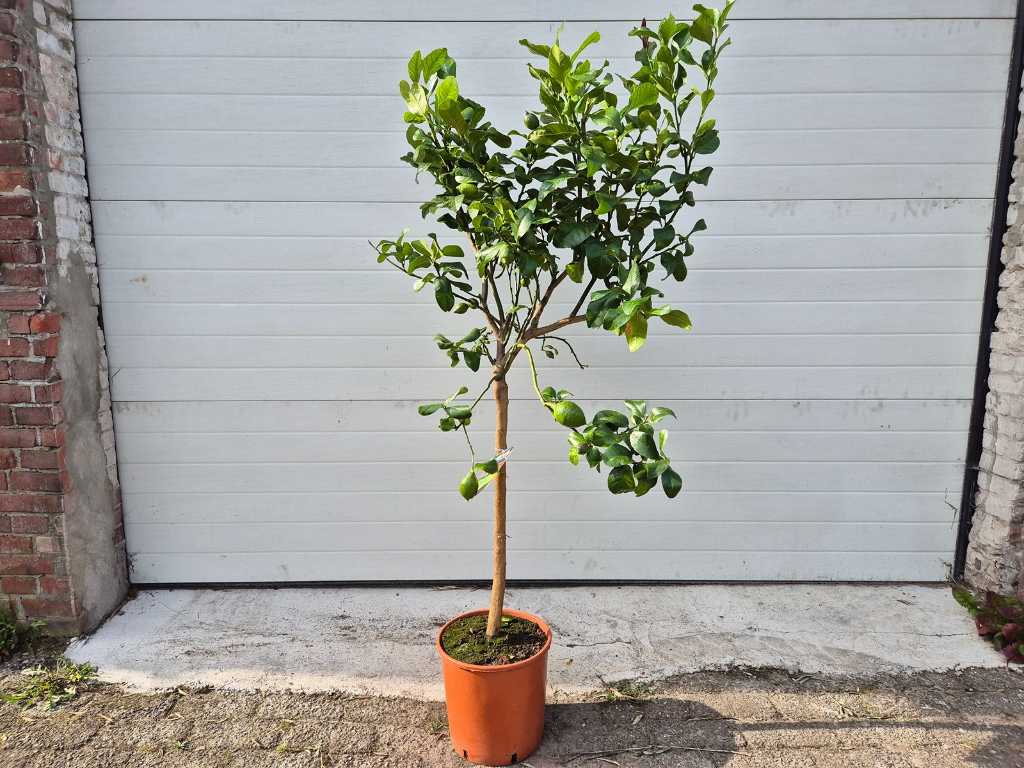 Citroenboom - Citrus Limon - Vrucht- / fruitboom - hoogte ca. 170 cm