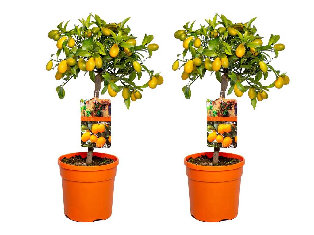 2x Dwergsinasappel - Vrucht- / fruitboom - Citrus Kumquat - hoogte ca. 60 cm