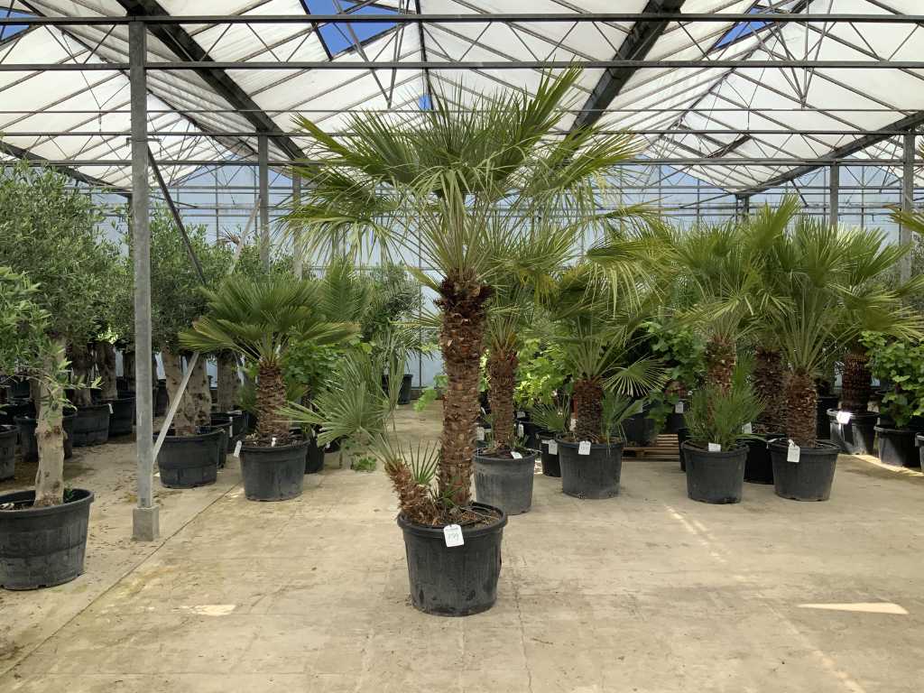 palm tree multi-stemmed (Chamaerops Humilis)