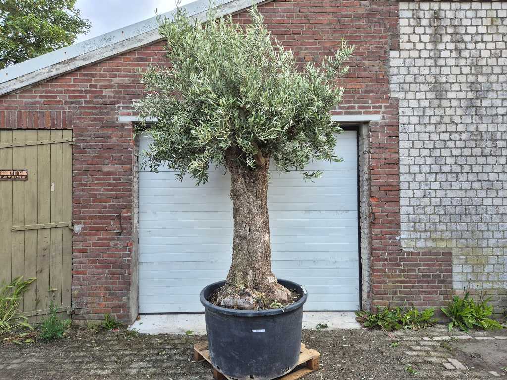Drzewo oliwne Stary pień - Olea Europaea - 75 lat - wysokość ok. 350 cm