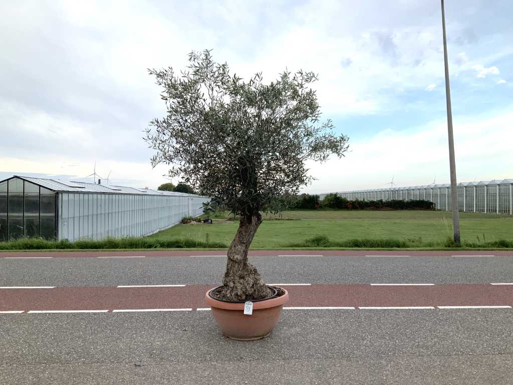 olijfboom in bonsaischaal (Olea Europaea Lessini)