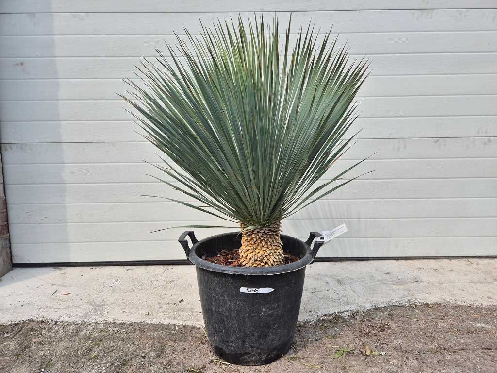 Palmlelie - Yucca Rostrata - hoogte ca. 75 cm