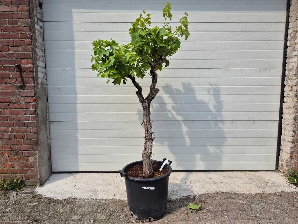 Drzewo winogronowe - Vitis Vinifera Media Pequenas - Drzewo owocowe - wysokość ok. 150 cm