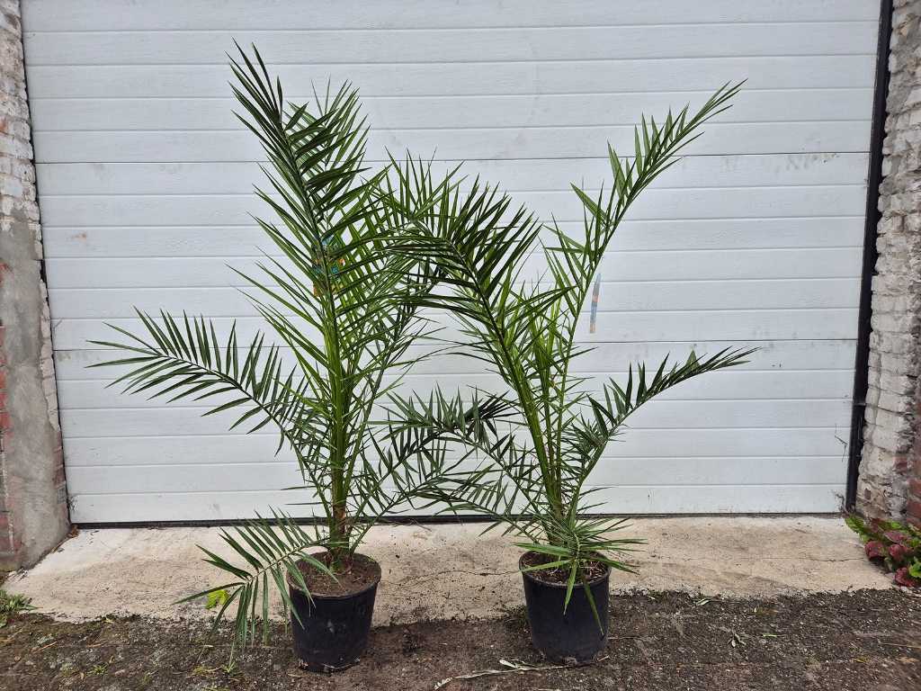 2x Canarian Date palm - Phoenix Canariensis - Mediterranean tree - height approx. 140 cm