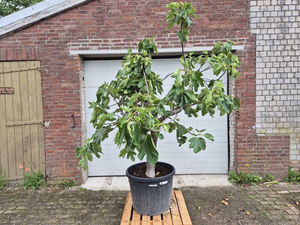 Vijgenboom - Ficus Carica - Vrucht- / fruitboom - hoogte ca. 200 cm