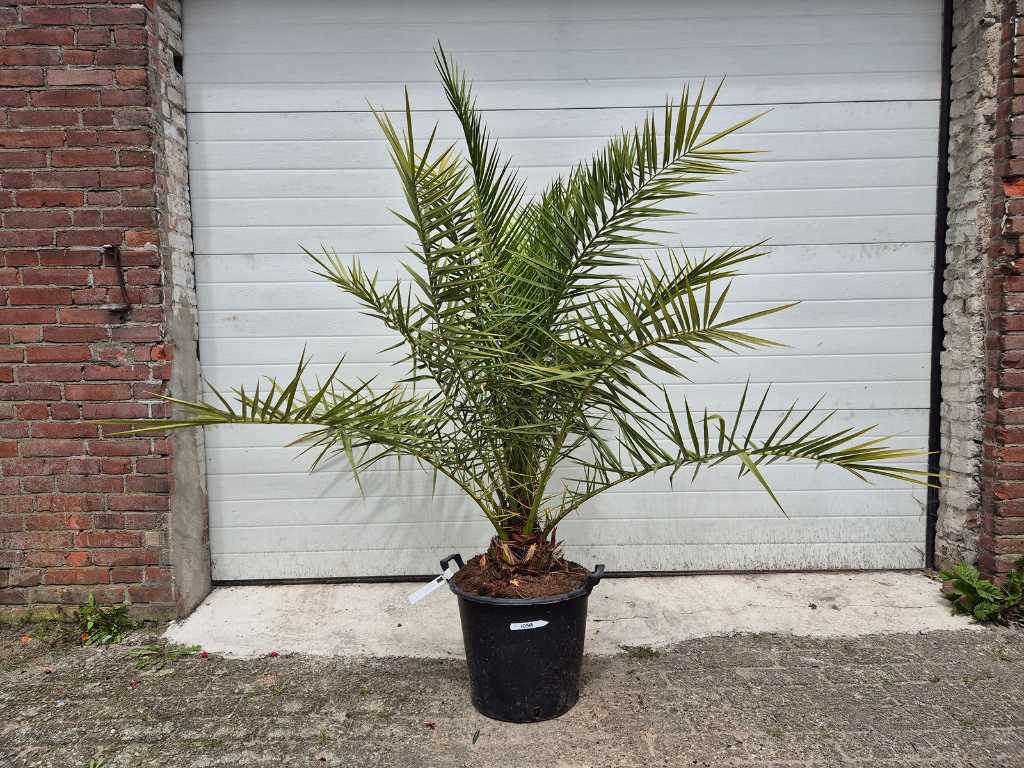 Canary Date palm - Phoenix Canariensis - Mediterranean tree - height approx. 180 cm