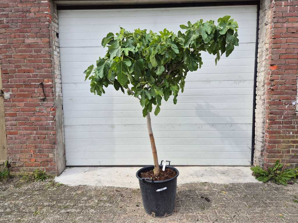 Vijgenboom - Ficus Carica - Vrucht- / fruitboom - hoogte ca. 150 cm