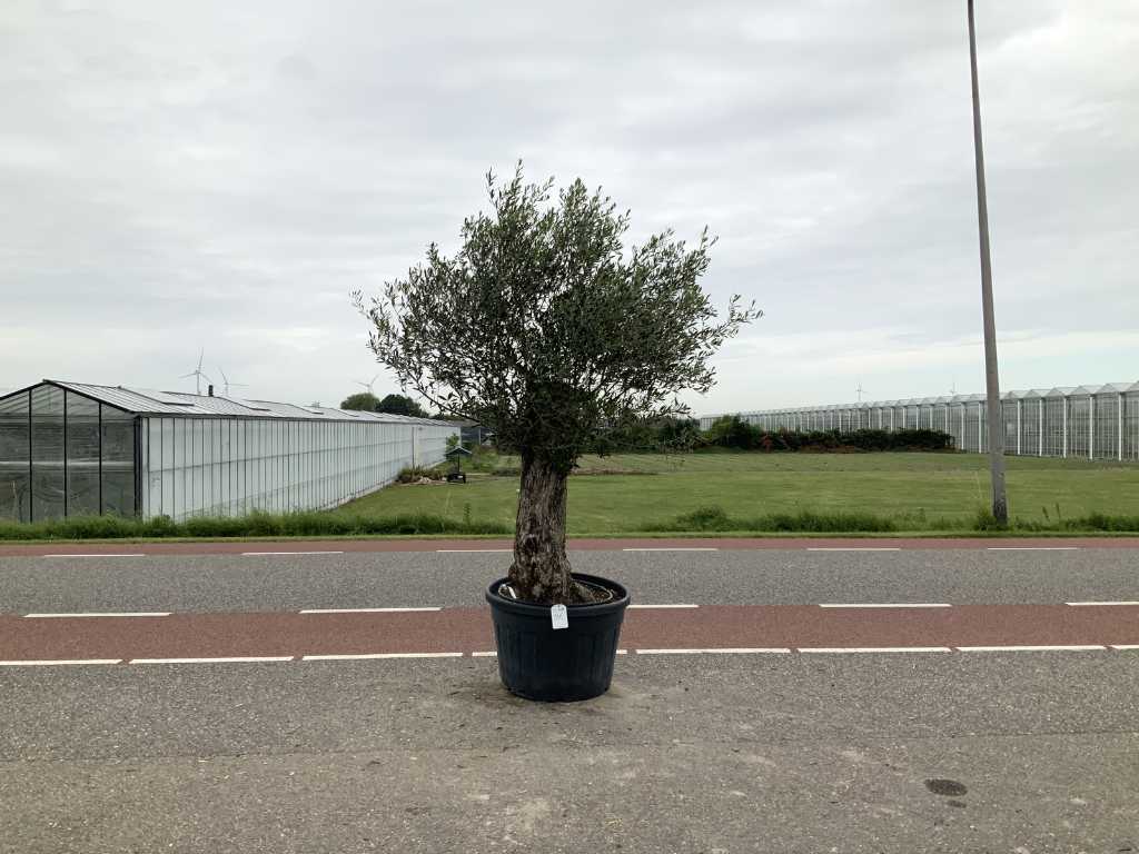 măslin (Olea Europaea Lessini)