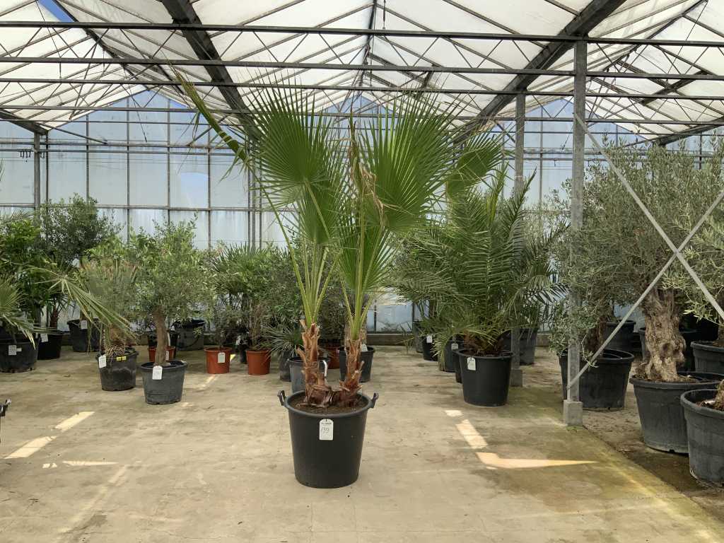 palmboom dubbelstam (Washingtonia Robusta)