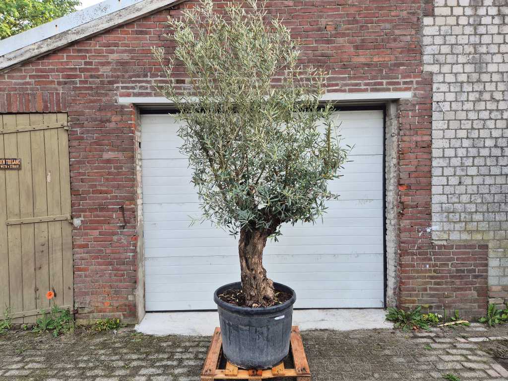 Bonsaï d’olivier - Olea Euopaea - hauteur env. 250 cm