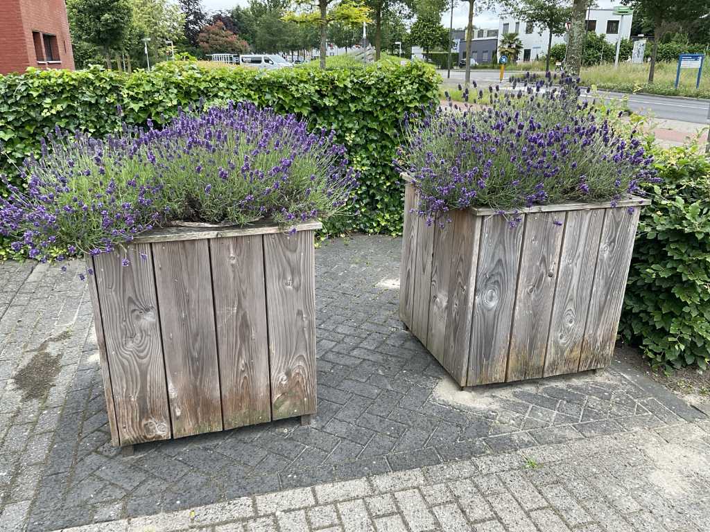 Planter with lavender (2x)