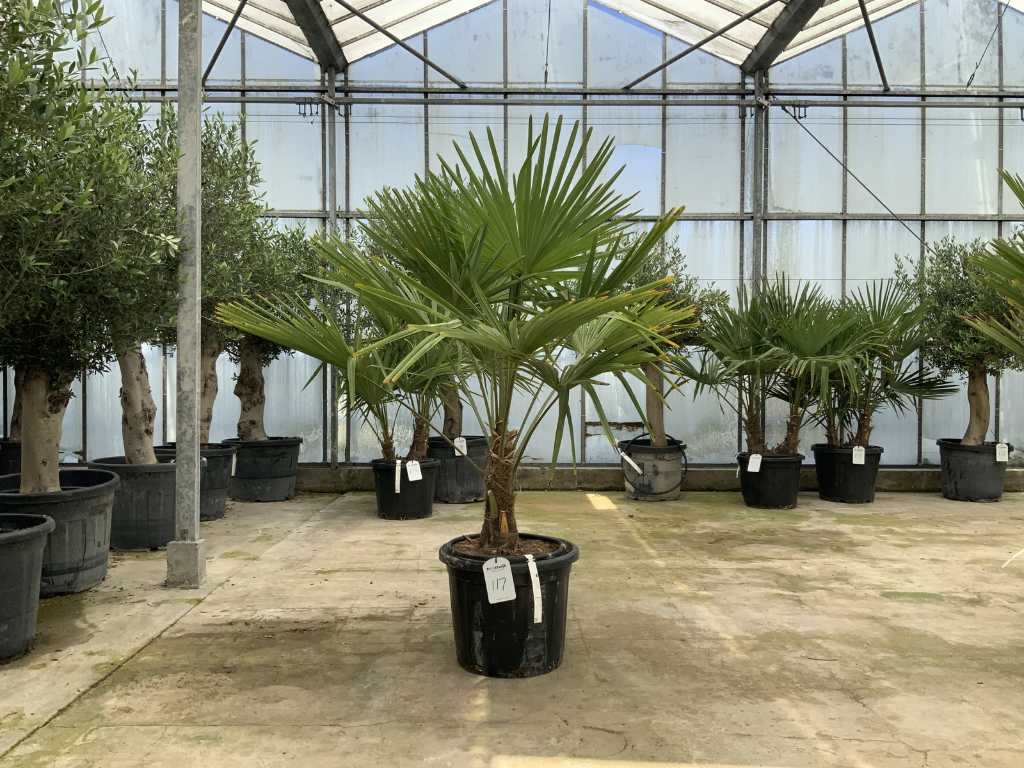 Palme (Trachycarpus fortunei)