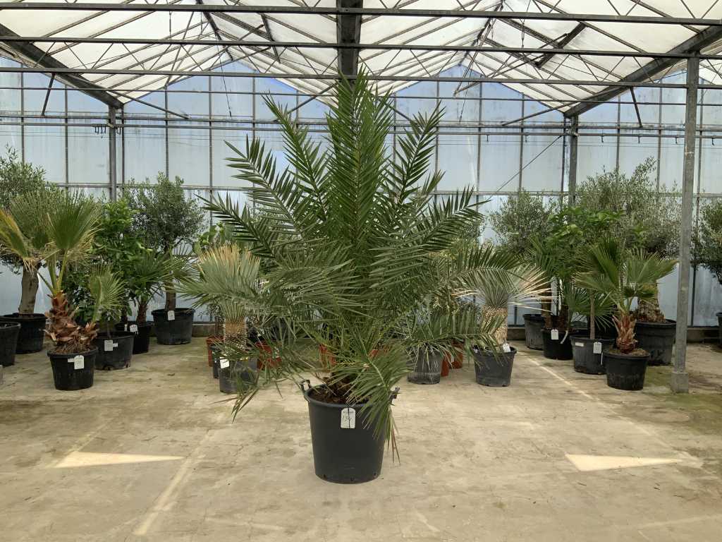 palm tree (Phoenix canariensis)
